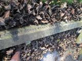 image of grave number 351927